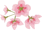 花イメージ