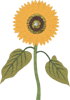 花イメージ